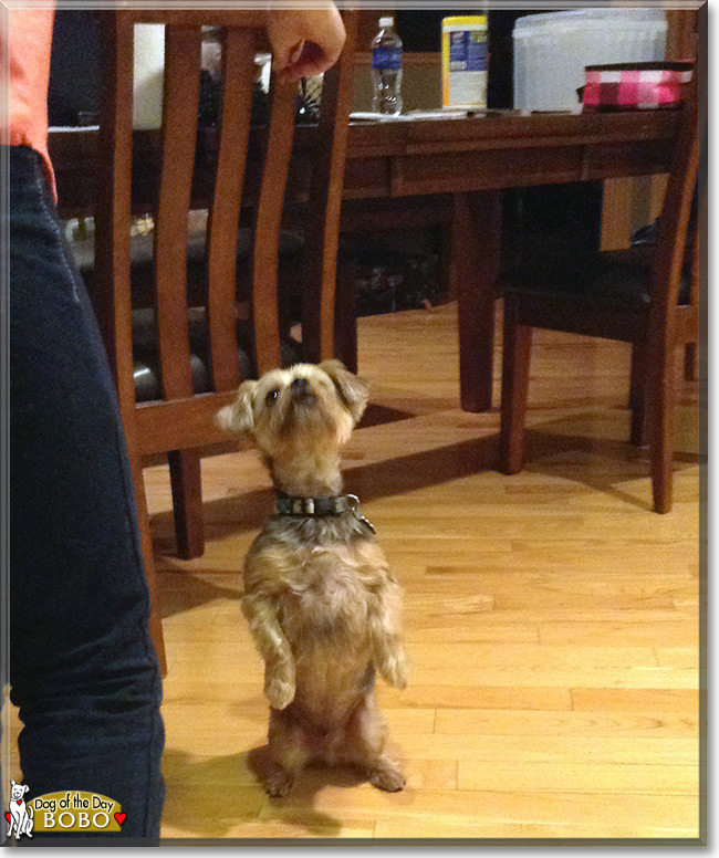 Bobo the Yorkshire Terrier/Shih Tzu, the Dog of the Day