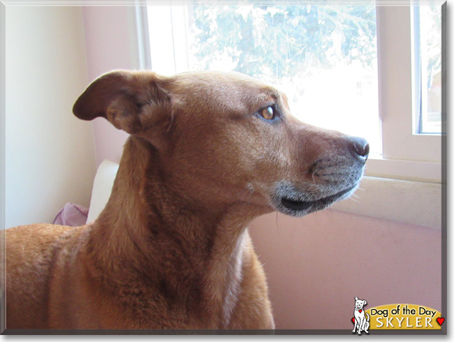 Skyler the Pit Bull Mix, the Dog of the Day