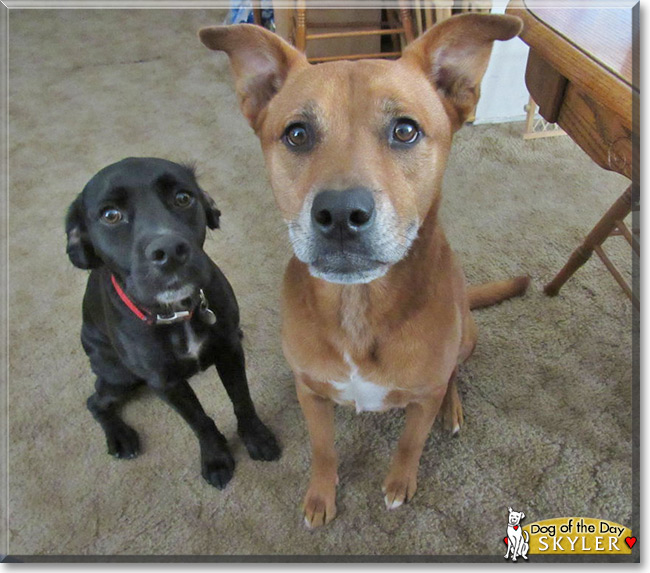 Skyler the Pit Bull Mix, the Dog of the Day