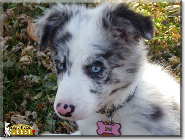 Leesi the Border Collie, the Dog of the Day