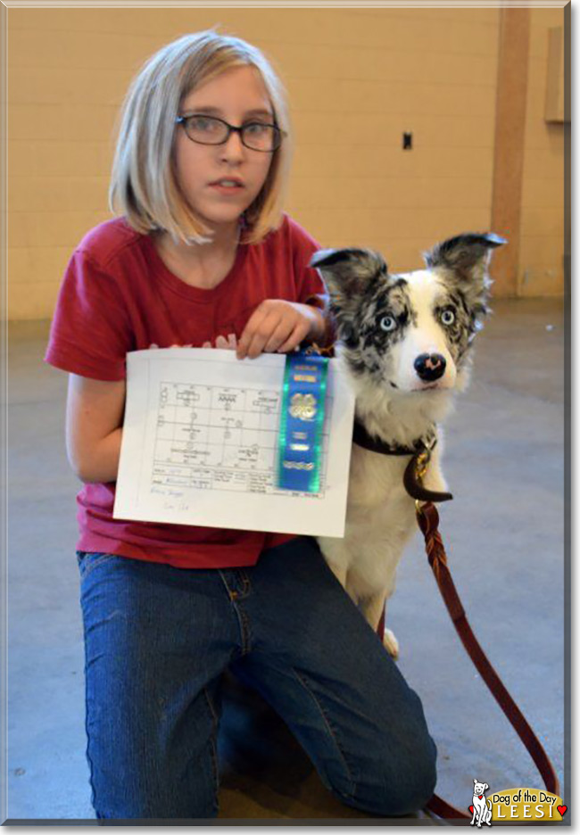 Leesi the Border Collie, the Dog of the Day