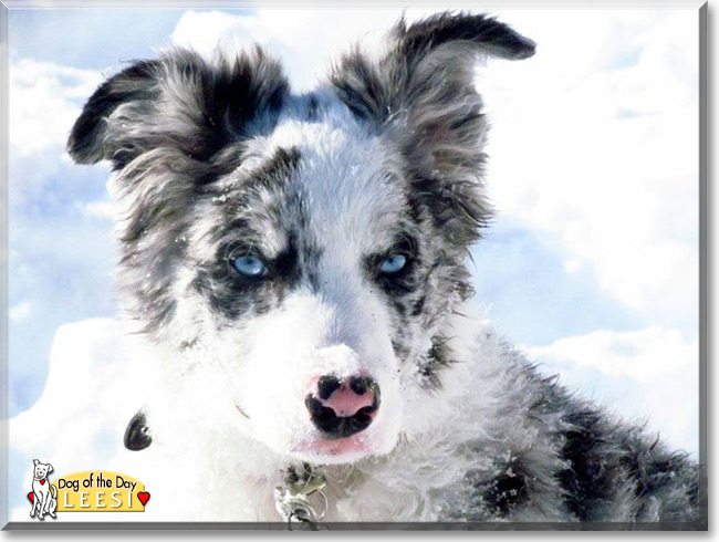 Leesi the Border Collie, the Dog of the Day