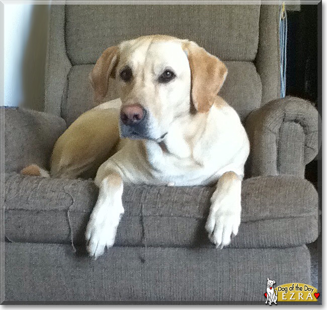 Ezra the Labrador Retriever, the Dog of the Day