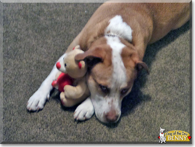 Benny  the Labrador/Pitbull Mix, the Dog of the Day