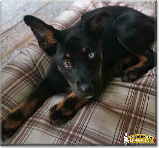 Diamond the Husky/Shepherd mix, the Dog of the Day