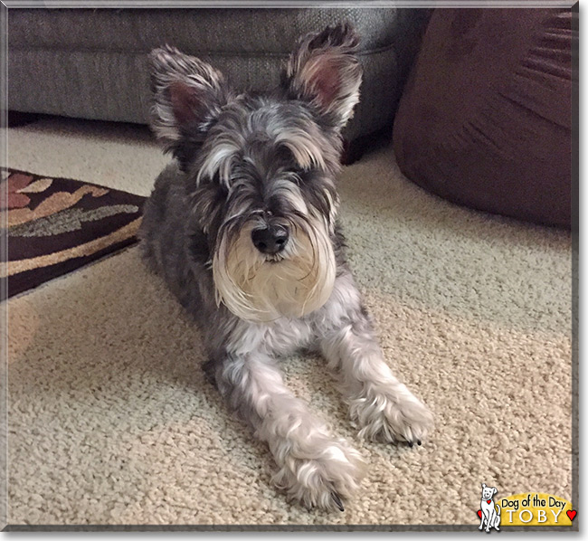 Toby the Miniature Schnauzer, the Dog of the Day