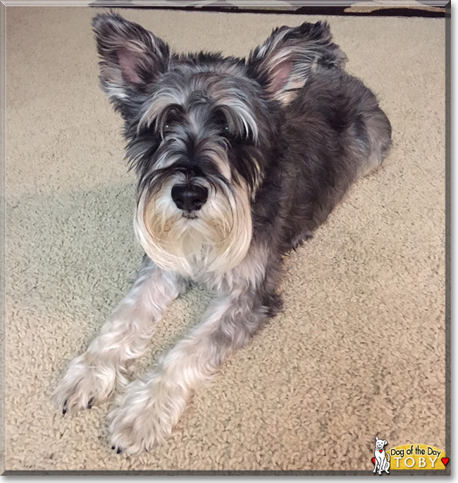 Toby the Miniature Schnauzer, the Dog of the Day