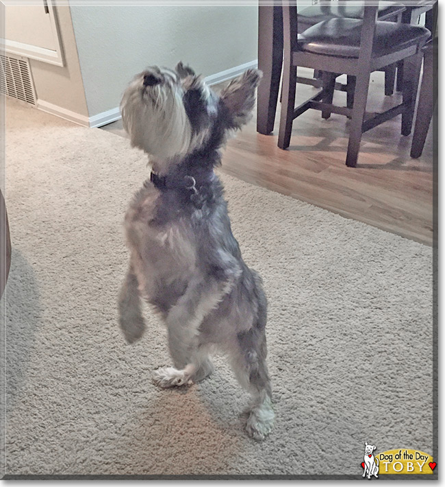 Toby the Miniature Schnauzer, the Dog of the Day