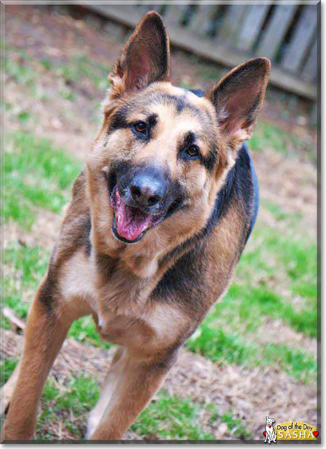 Sasha the German Shepherd Dog, the Dog of the Day