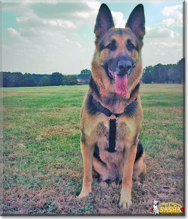 Sasha the German Shepherd Dog, the Dog of the Day