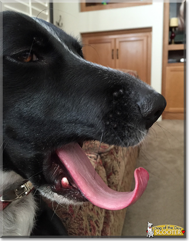 Scooter the Border Collie/Corgi mix, the Dog of the Day