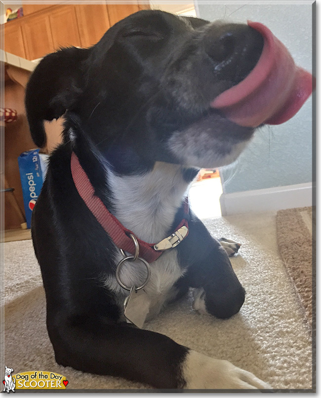 Scooter the Border Collie/Corgi mix, the Dog of the Day