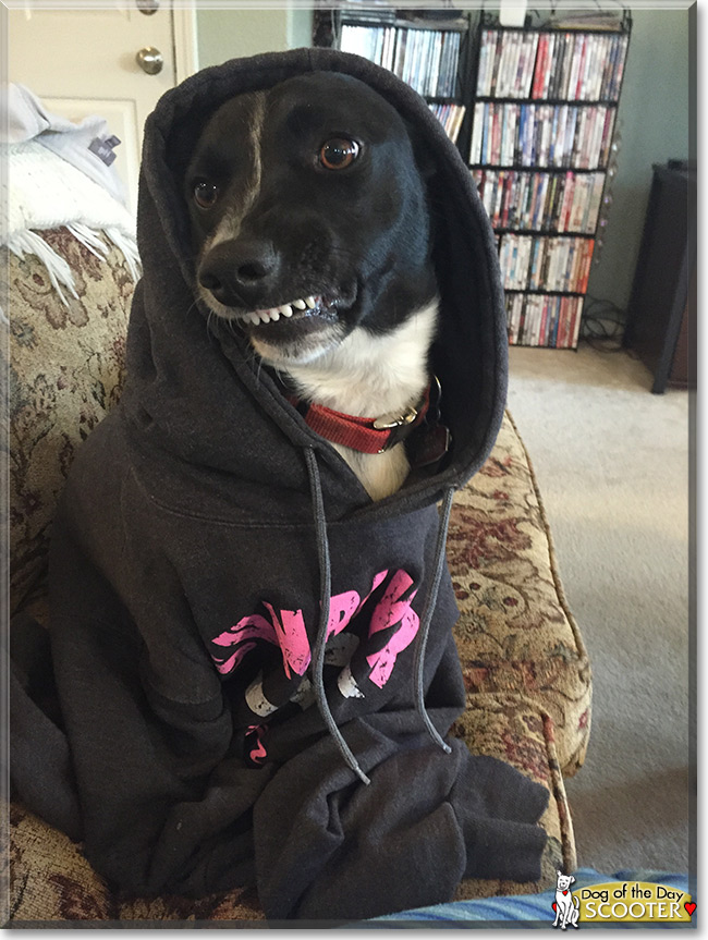 Scooter the Border Collie/Corgi mix, the Dog of the Day