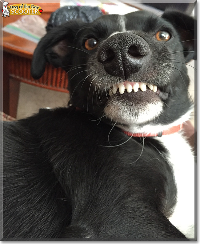 Scooter the Border Collie/Corgi mix, the Dog of the Day