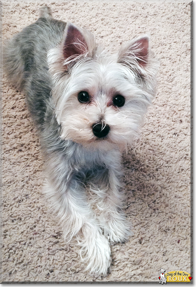 Roux the Maltese/Yorkshire Terrier, the Dog of the Day