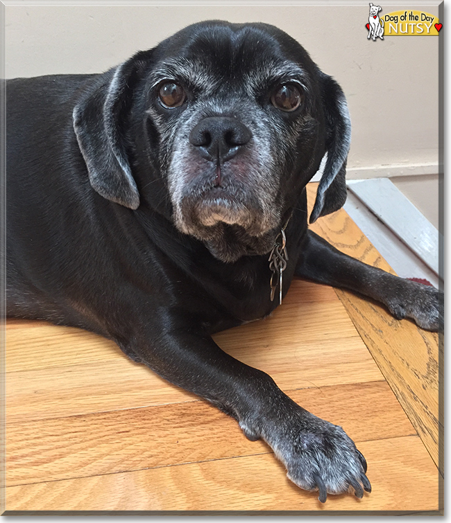 Nutsy the Pug/Beagle, the Dog of the Day