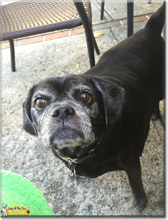 Nutsy the Pug/Beagle, the Dog of the Day