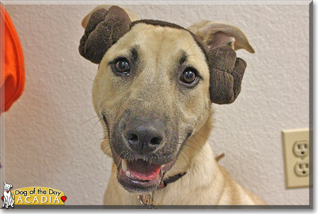 Acadia the German Shepherd mix, the Dog of the Day