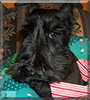 Beah the Scottish Terrier