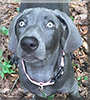 Reagan the Weimaraner