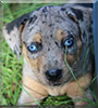 Brulee the Catahoula Leopard Dog