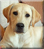 Rafferty Junior the Labrador Retriever