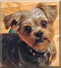 Bobo, the Yorkshire Terrier, Shih Tzu mix