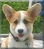 Willow the Pembroke Welsh Corgi