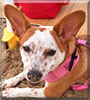 Miley the Corgi/Red Heeler mix