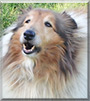 Prince the Rough Collie