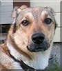 Jacky the Corgi, German Shepherd, Husky mix