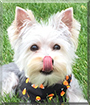 Roux the Maltese/Yorkshire Terrier