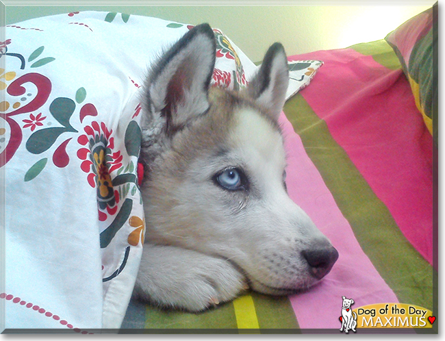 Maximus the Siberian Husky the Dog of the Day