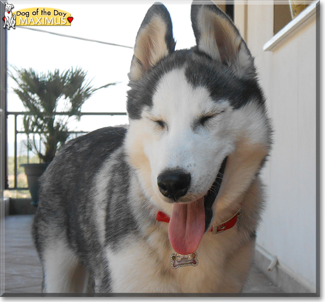 Maximus the Siberian Husky the Dog of the Day