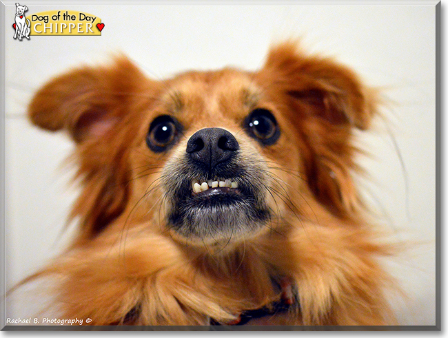 Chipper the Pomeranian the Dog of the Day