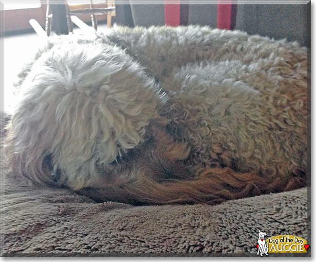 Auggie the Golden Retriever/Poodle the Dog of the Day