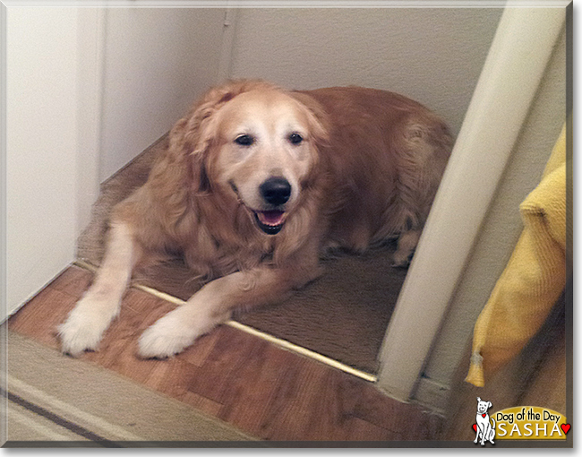 Sasha the Golden Retriever, the Dog of the Day