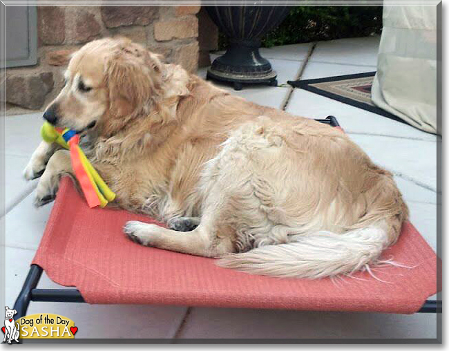 Sasha the Golden Retriever the Dog of the Day