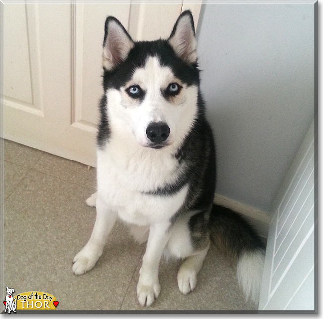 Thor the Siberian Husky, the Dog of the Day