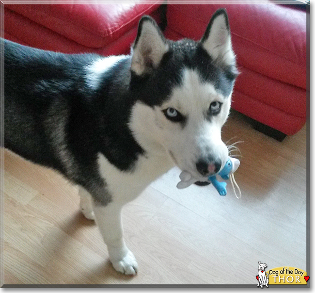 Thor the Siberian Husky, the Dog of the Day