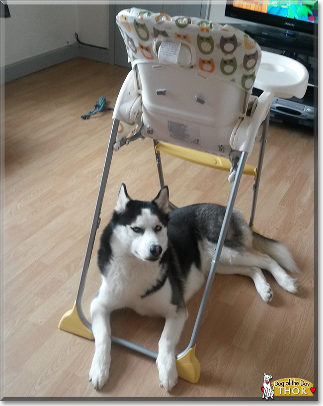 Thor the Siberian Husky, the Dog of the Day