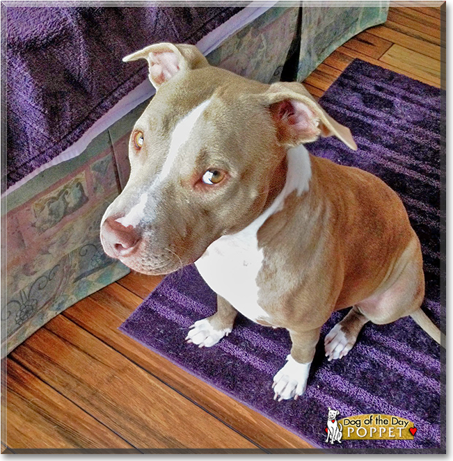 Poppet the American Pit Bull Terrier, the Dog of the Day