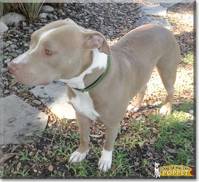 Poppet the American Pit Bull Terrier, the Dog of the Day