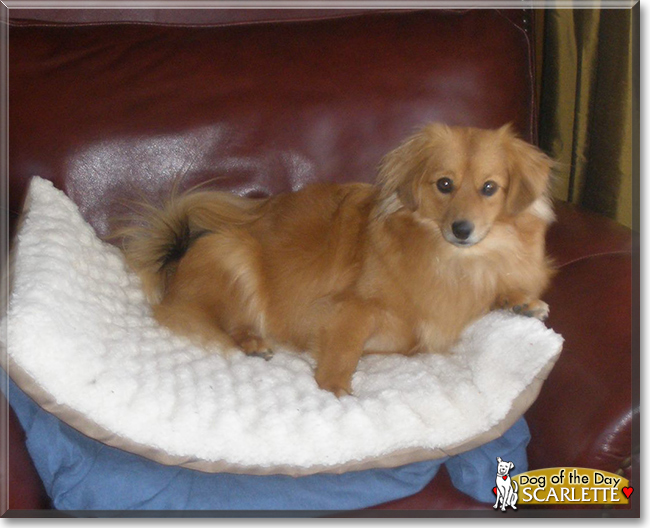 Scarlette the Dachshund/Pomeranian Mix, the Dog of the Day