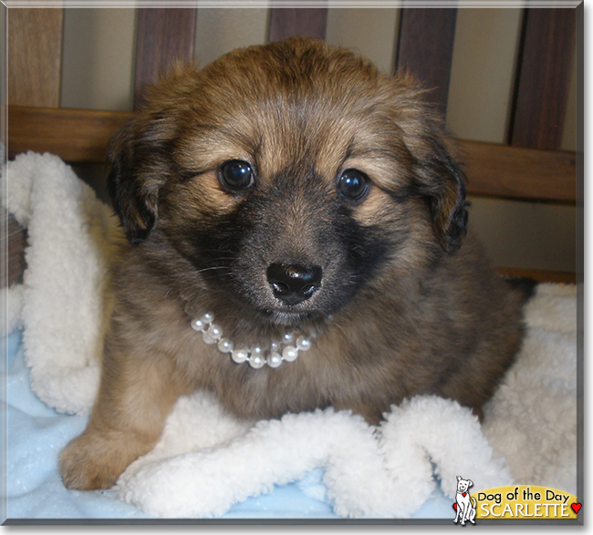 Scarlette the Dachshund/Pomeranian Mix, the Dog of the Day