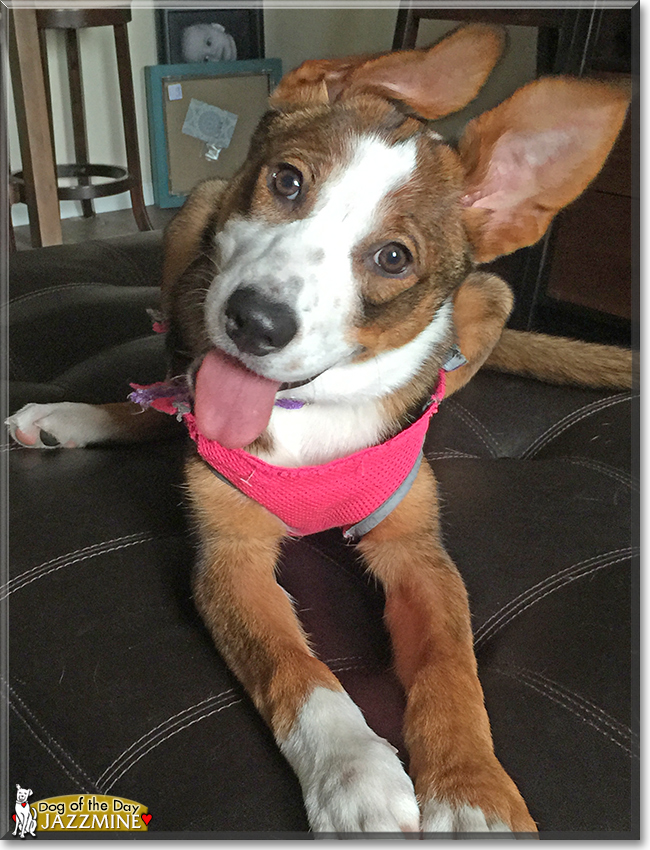 Jazzmine the Australian Shepherd/Border Collie, the Dog of the Day