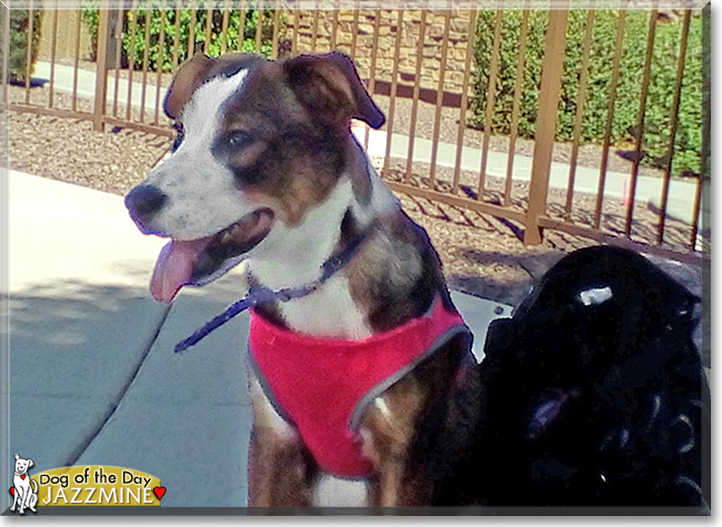 Jazzmine the Australian Shepherd/Border Collie, the Dog of the Day