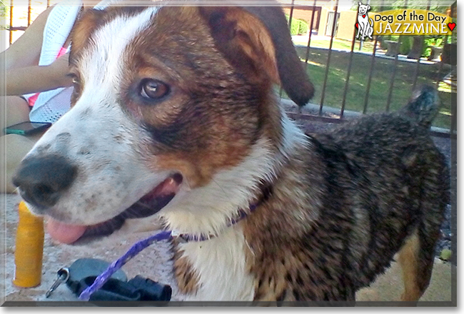 Jazzmine the Australian Shepherd/Border Collie, the Dog of the Day