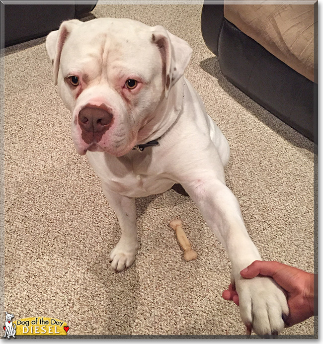 Diesel the American Bulldog, the Dog of the Day