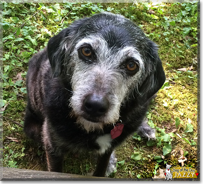 Jazzy the Terrier mix, the Dog of the Day